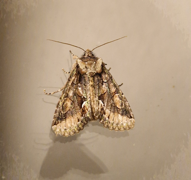 Allophyes oxyacanthae - galagonyabagoly