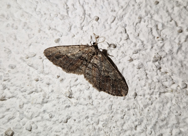 Agriopis bajaria - kökény-téliaraszoló