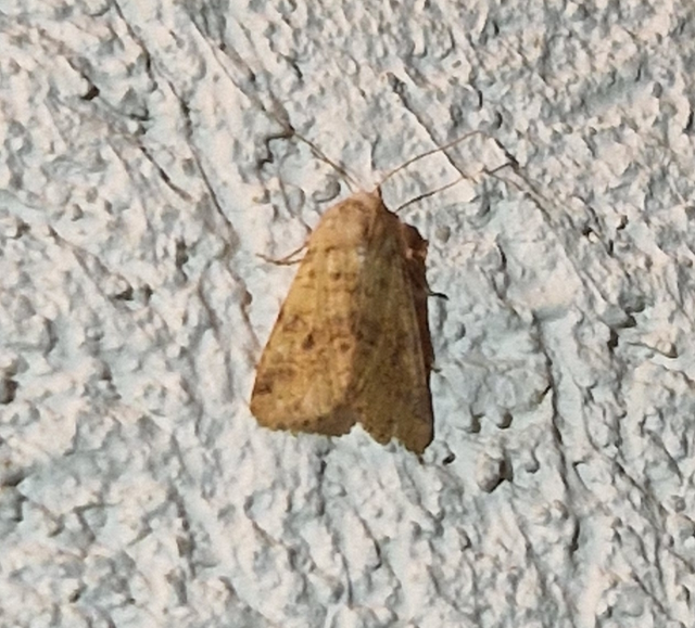 Cirrhia gilvago - foltos sárgabagoly