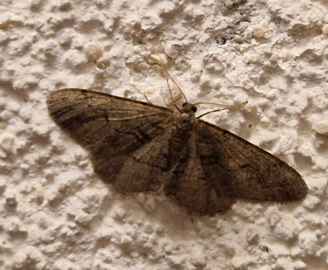 Agriopis bajaria - kökény-téliaraszoló