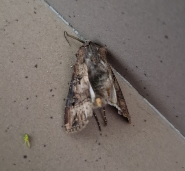 Agrotis ipsilon - nagy földibagoly