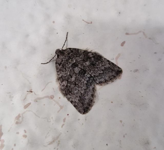 Epirrita christyi/dilutata