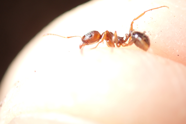 Aphaenogaster subterranea - vörös karcsúhangya