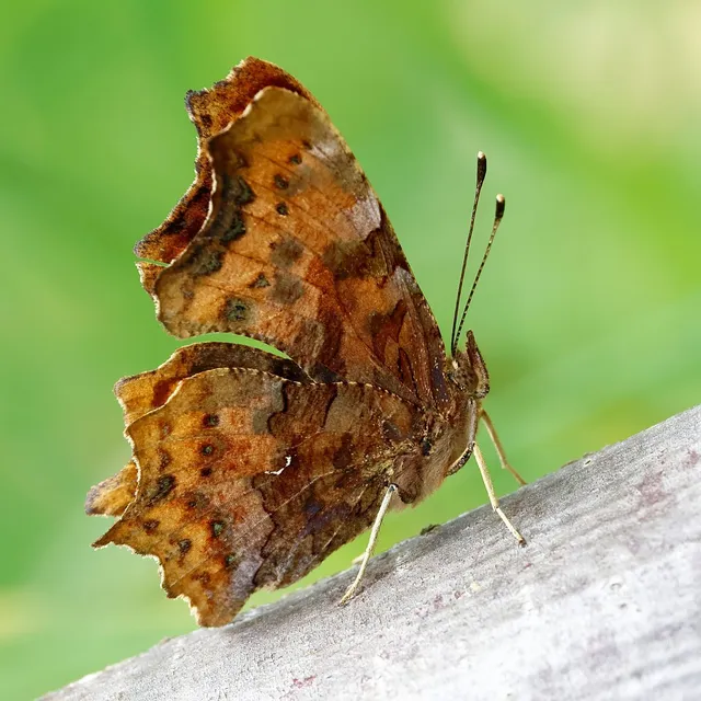 Nymphalis c-album - C-betűs lepke