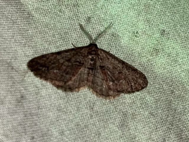 Agriopis bajaria - kökény-téliaraszoló