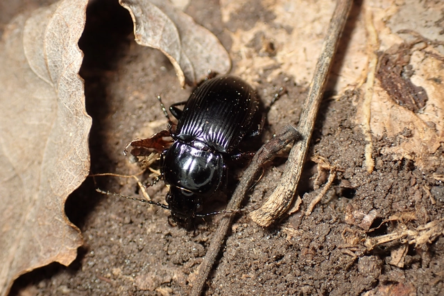 Pterostichus hungaricus - magyar gyászfutó