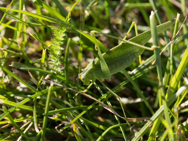 Phaneroptera nana - pontozott repülőszöcske