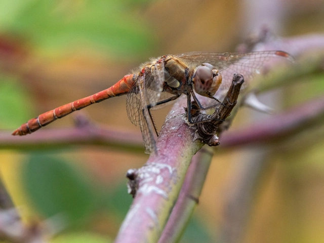 Sympetrum striolatum - harántsávos katona-szitakötő