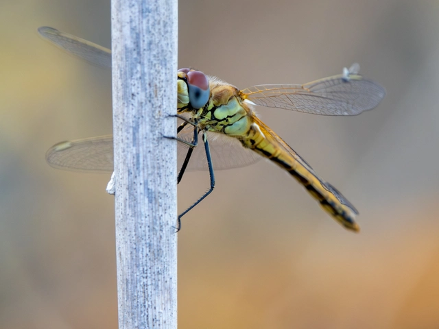 Sympetrum fonscolombii - vándor katona-szitakötő