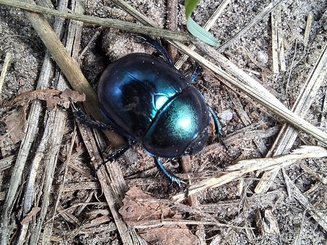 Trypocopris vernalis - tavaszi álganéjtúró