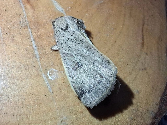 Noctua comes - kis sárgafűbagoly