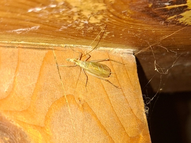 Oecanthus pellucens - pirregőtücsök