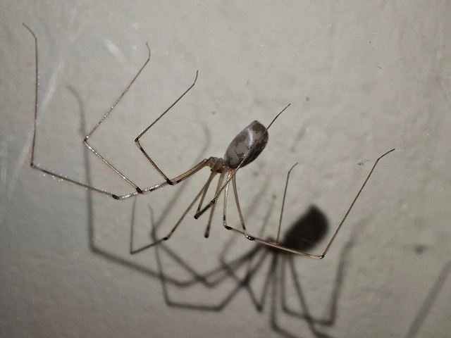 Pholcus phalangioides - nagy álkaszáspók