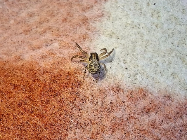 Xysticus