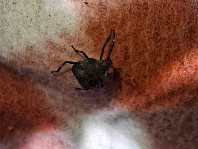 Halyomorpha halys - ázsiai márványospoloska