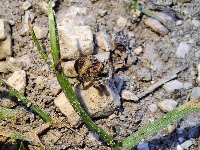 Carrhotus xanthogramma - rozsdás ugrópók