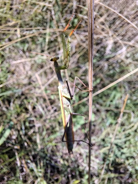 Mantodea - Fogólábúak