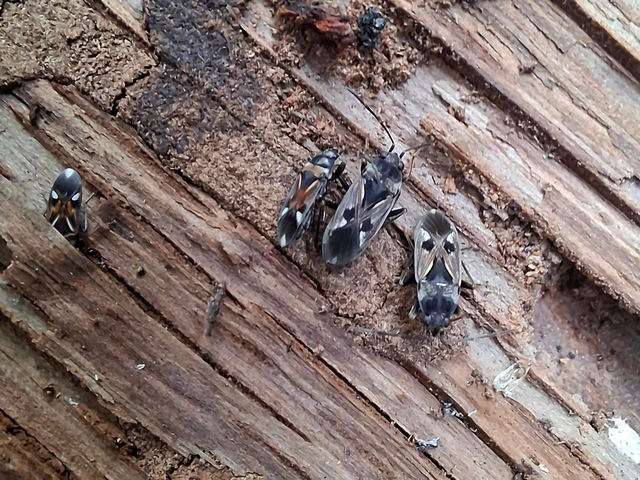 Rhyparochromus vulgaris - közönséges díszesbodobács