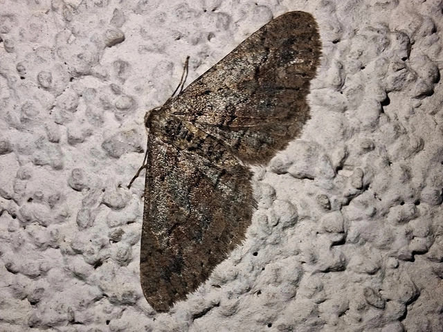 Agriopis bajaria - kökény-téliaraszoló