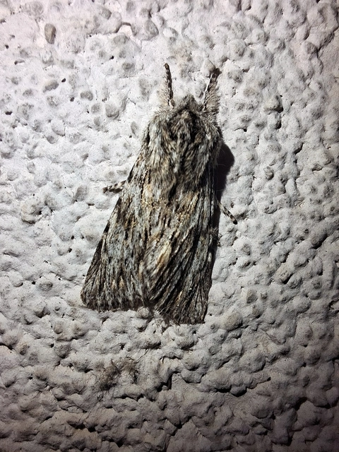 Asteroscopus sphinx - csillagnéző bundásbagoly