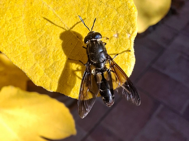 Hermetia illucens