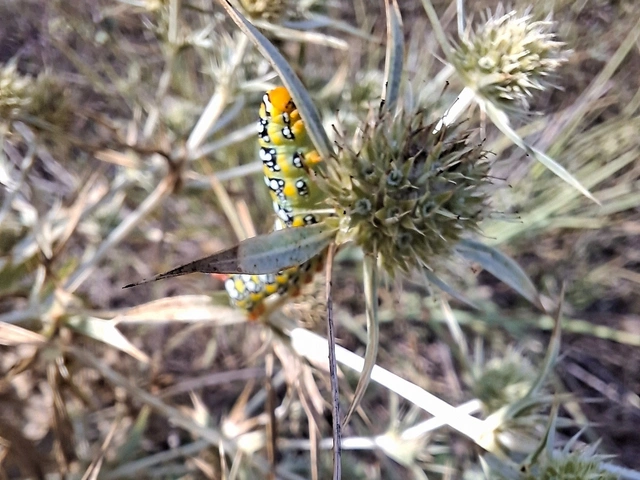 Hyles euphorbiae - kutyatejszender