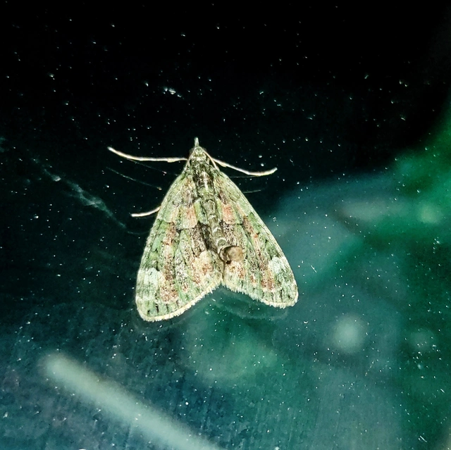 Chloroclysta siterata - salátazöld araszoló