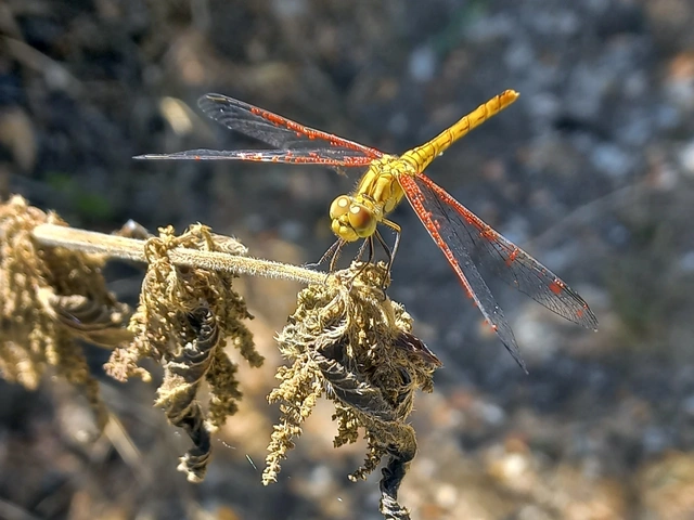 Sympetrum meridionale - fakó katona-szitakötő