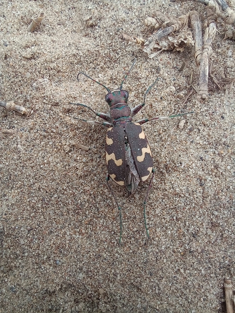 Cicindela hybrida - öves homokfutrinka