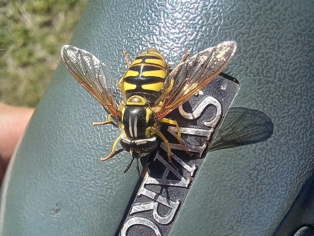 Chrysotoxum