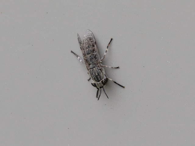 Haematopota