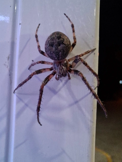 Larinioides ixobolus - ereszalji keresztespók