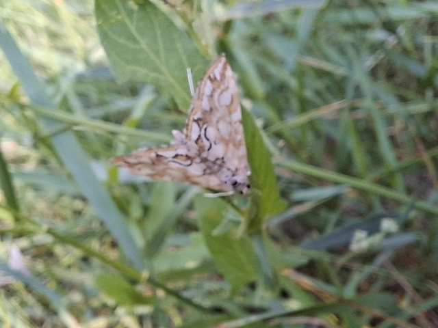 Elophila nymphaeata - tarka vízimoly