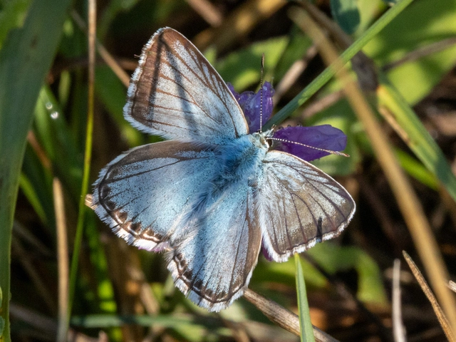Polyommatus coridon - ezüstkék boglárka