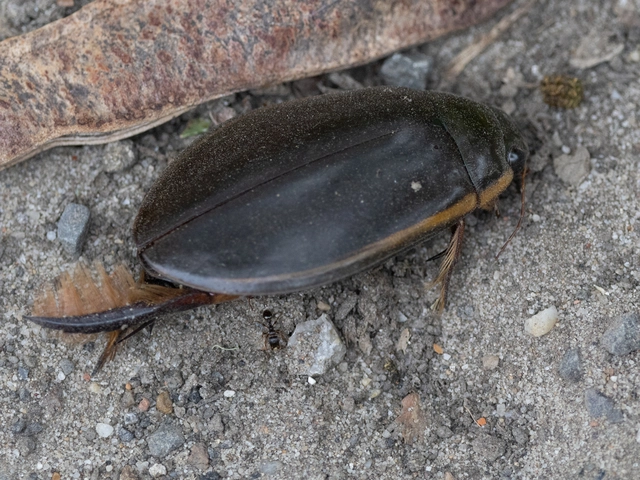 Cybister lateralimarginalis - nagy búvárbogár