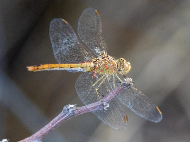 Sympetrum meridionale - fakó katona-szitakötő