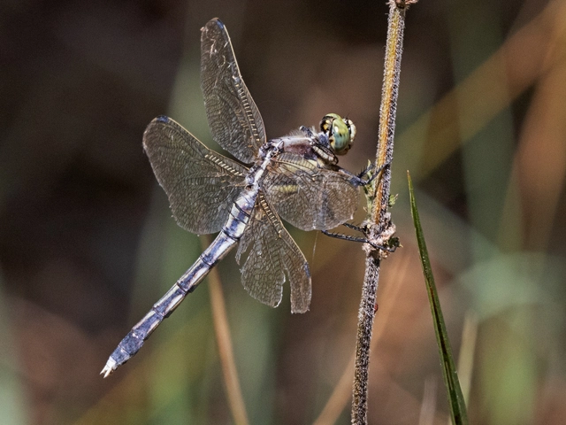 Orthetrum albistylum - fehérfarkú pásztorszitakötő