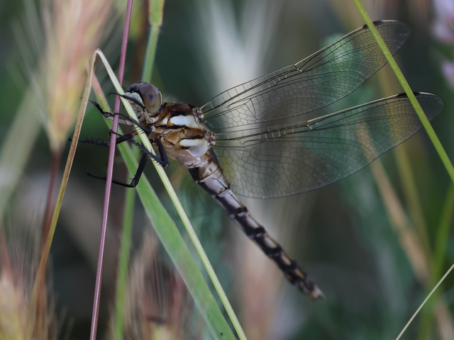 Orthetrum albistylum - fehérfarkú pásztorszitakötő