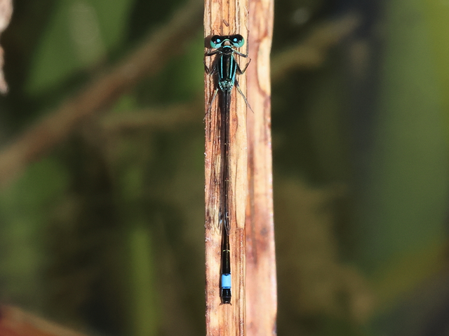 Ischnura elegans pontica - kéköves légivadász