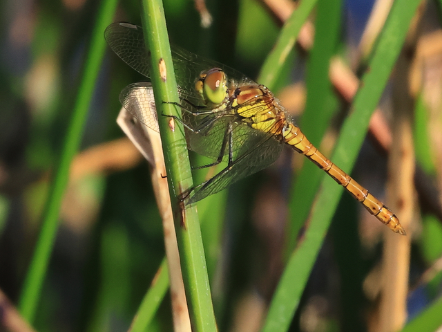 Sympetrum striolatum/vulgatum