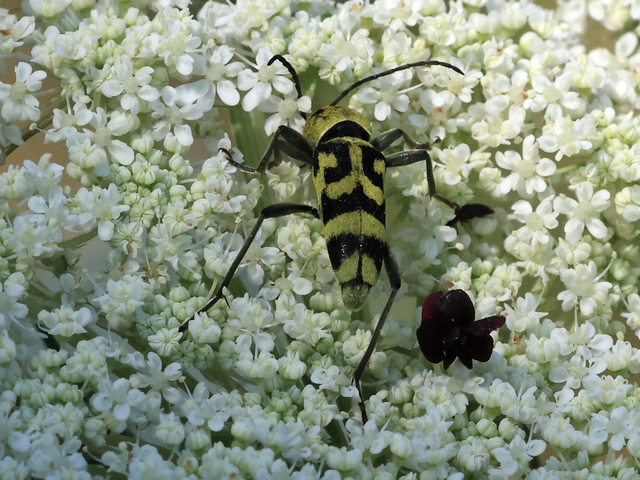 Chlorophorus varius - díszes darázscincér Chlorophorus varius - díszes darázscincér