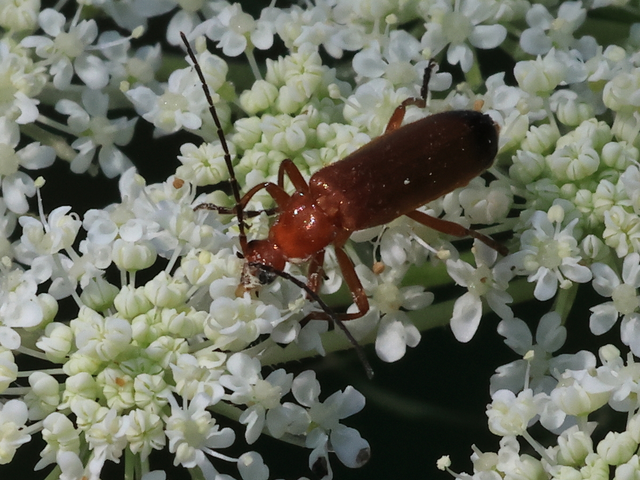 Rhagonycha fulva - feketevégű lágybogár