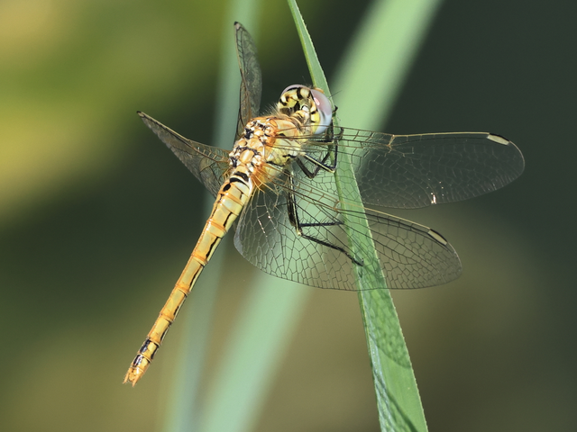 Sympetrum fonscolombii - vándor katona-szitakötő