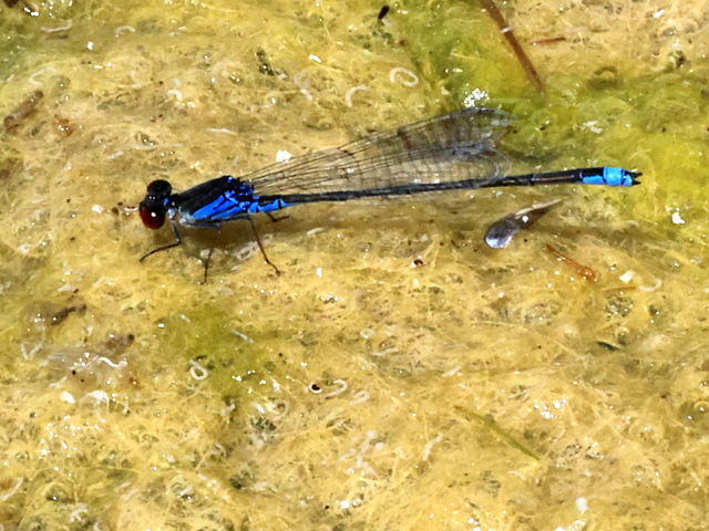 Erythromma viridulum - kis pirosszemű-légivadász