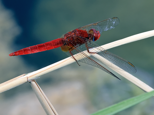 Crocothemis erythraea - skarlát szitakötő