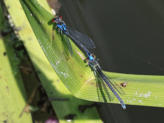 Erythromma viridulum - kis pirosszemű-légivadász