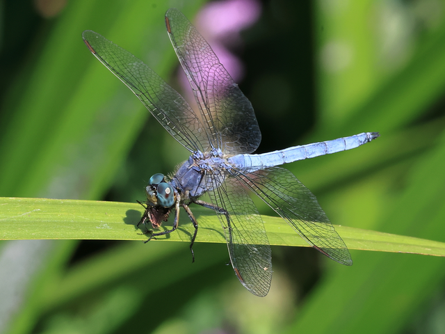 Orthetrum coerulescens - karcsú pásztorszitakötő