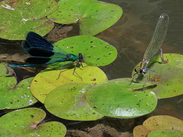 Calopteryx splendens - sávos szitakötő
