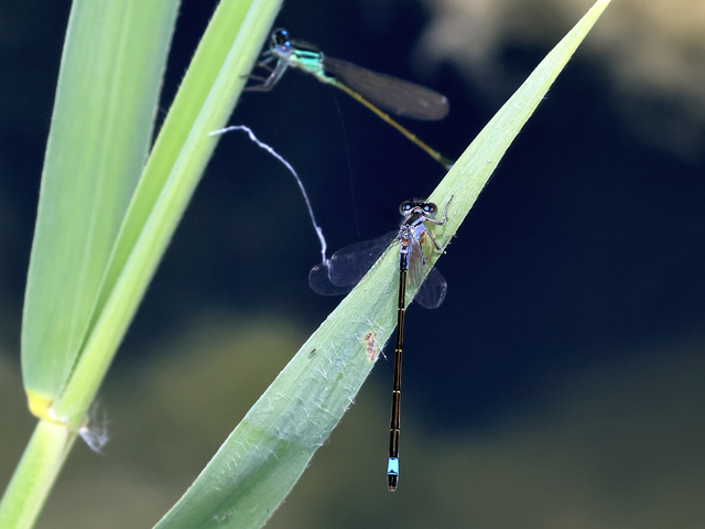Ischnura elegans pontica - kéköves légivadász