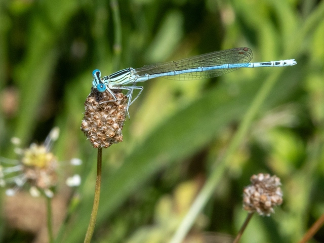 Platycnemis pennipes - széleslábú szitakötő